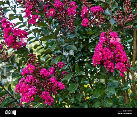 Tips for Propagating Plum Magic Crape Myrtles from Seeds
